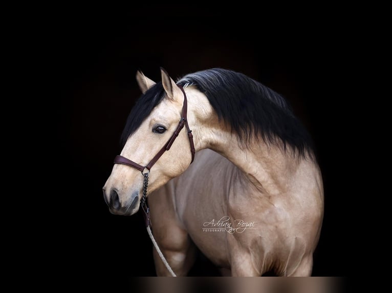 PRE Mix Stallion 4 years 16,1 hh Dun in Niederstaufen