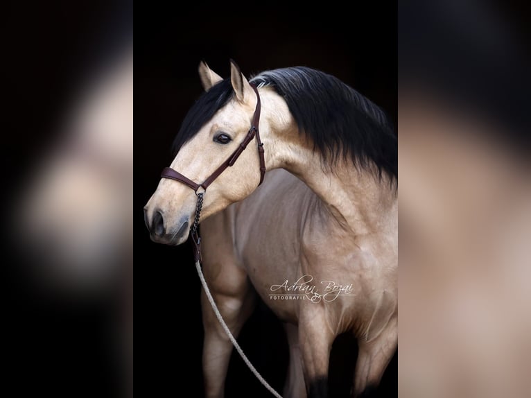 PRE Mix Stallion 4 years 16,1 hh Dun in Niederstaufen