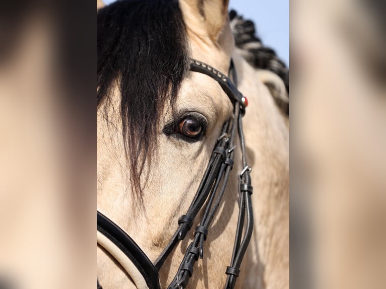 PRE Mix Stallion 4 years 16,1 hh Dun in Niederstaufen