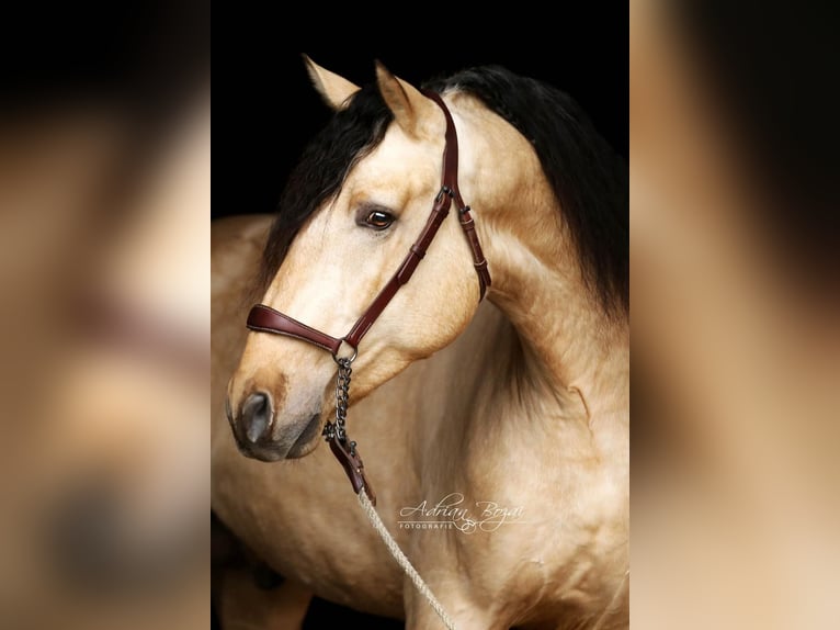 PRE Stallion 4 years 16,1 hh Dun in Sigmarszell