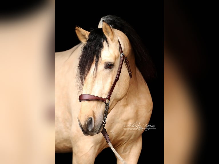 PRE Stallion 4 years 16,1 hh Dun in Sigmarszell