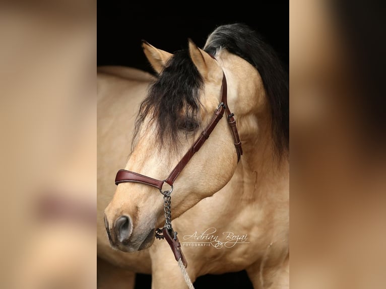 PRE Stallion 4 years 16,1 hh Dun in Sigmarszell
