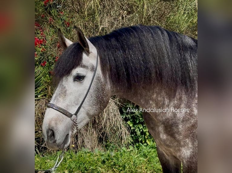 PRE Mix Stallion 4 years 16,1 hh Grey-Dapple in Sevilla