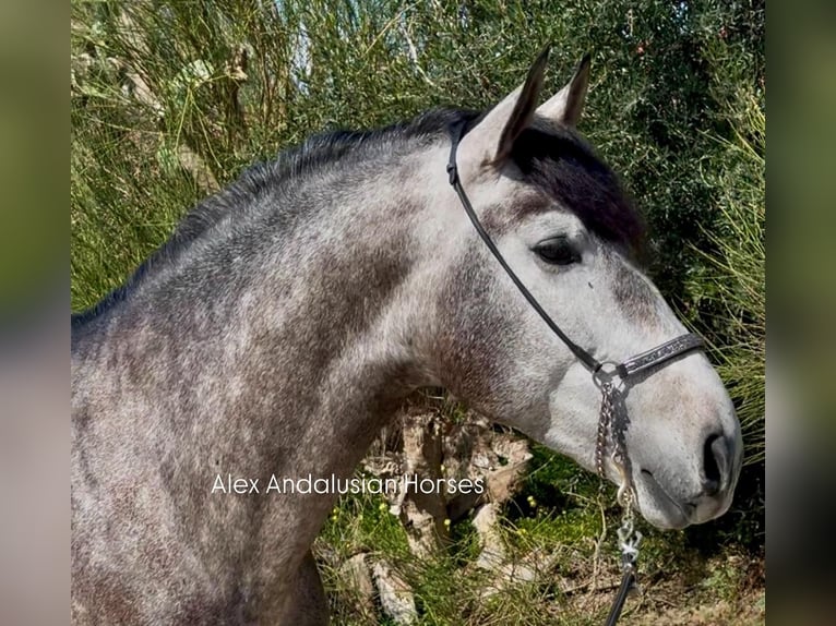 PRE Mix Stallion 4 years 16,1 hh Grey-Dapple in Sevilla