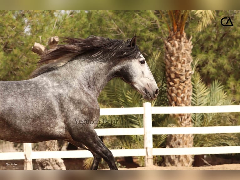 PRE Stallion 4 years 16,1 hh Grey-Dapple in Puerto Lumbreras
