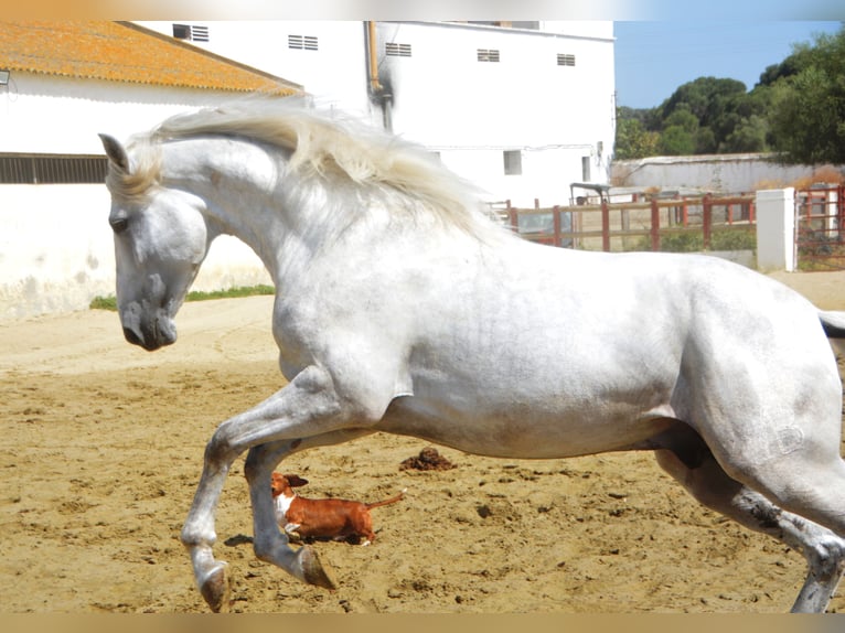 PRE Mix Stallion 4 years 16,1 hh Grey in Vejer de la Frontera