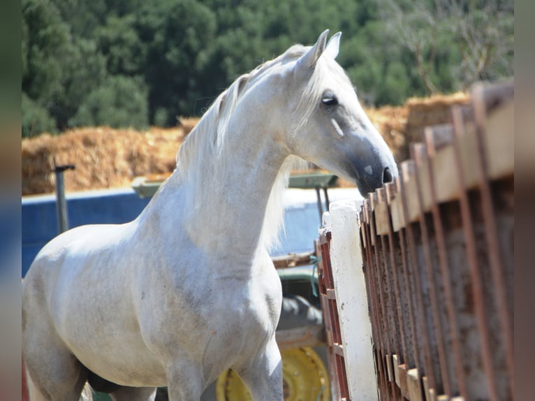 PRE Mix Stallion 4 years 16,1 hh Grey in Vejer de la Frontera