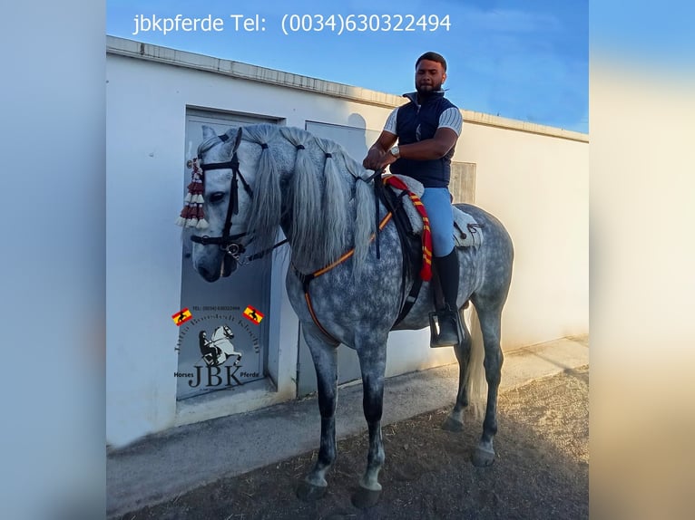 PRE Mix Stallion 4 years 16,1 hh Grey in Tabernas Almeria