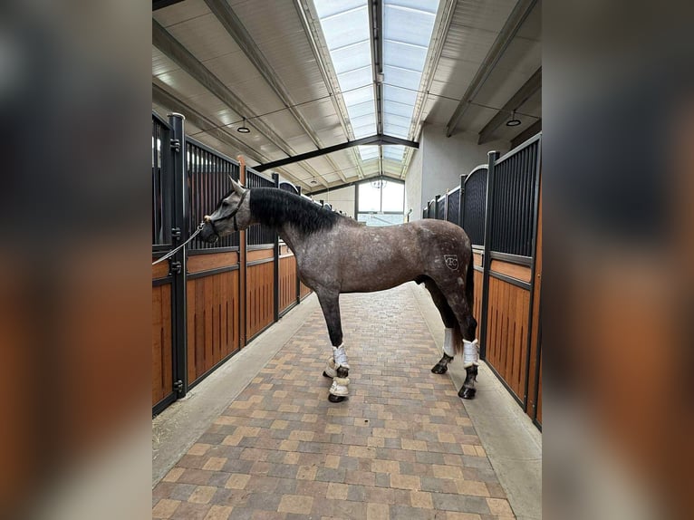 PRE Mix Stallion 4 years 16,1 hh Grey in Galaroza