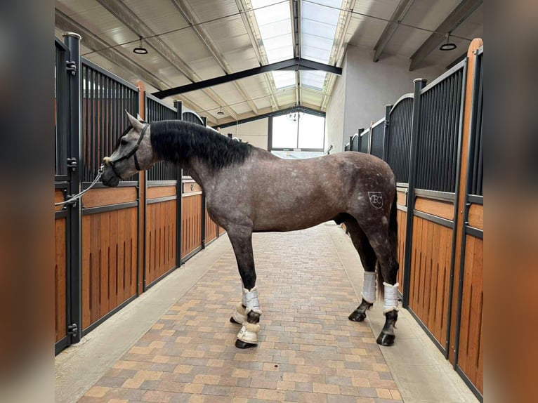 PRE Mix Stallion 4 years 16,1 hh Grey in Galaroza