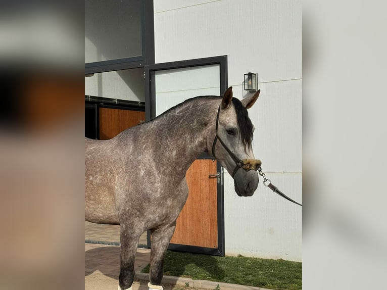 PRE Mix Stallion 4 years 16,1 hh Grey in Galaroza
