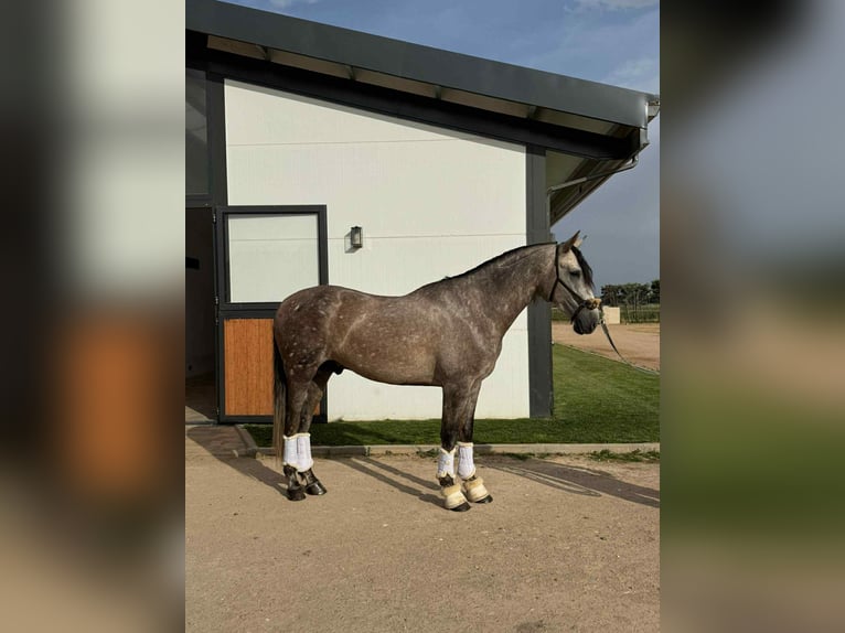 PRE Mix Stallion 4 years 16,1 hh Grey in Galaroza