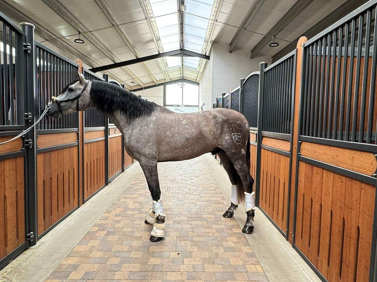 PRE Mix Stallion 4 years 16,1 hh Grey in Galaroza