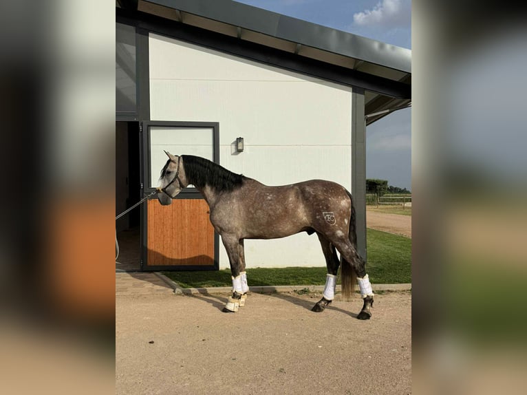 PRE Mix Stallion 4 years 16,1 hh Grey in Galaroza