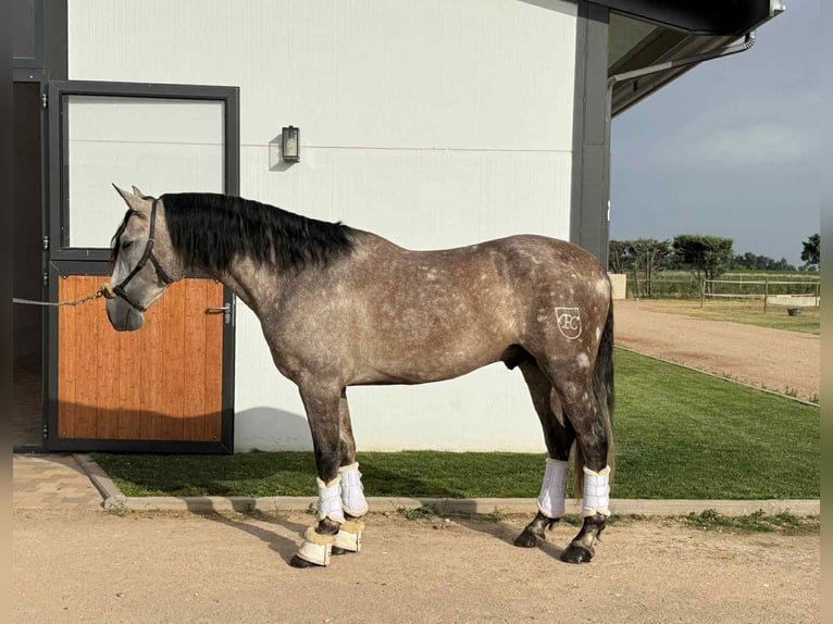 PRE Mix Stallion 4 years 16,1 hh Grey in Galaroza