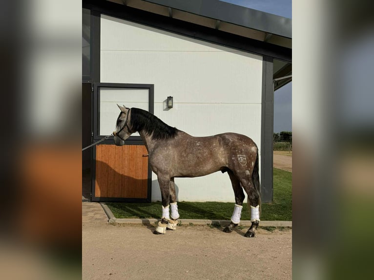 PRE Mix Stallion 4 years 16,1 hh Grey in Galaroza