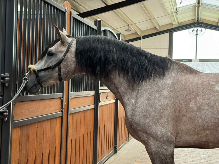 PRE Mix Stallion 4 years 16,1 hh Grey in Galaroza