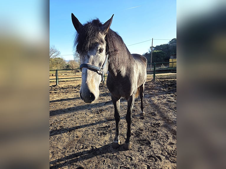 PRE Stallion 4 years 16,1 hh Grey in Girona