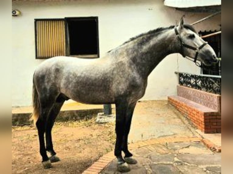 PRE Mix Stallion 4 years 16,1 hh Grey in MADRID