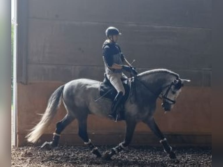 PRE Mix Stallion 4 years 16,1 hh Grey in MADRID