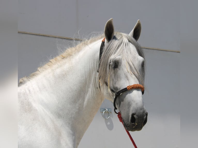 PRE Mix Stallion 4 years 16,1 hh Grey in Vejer de la Frontera