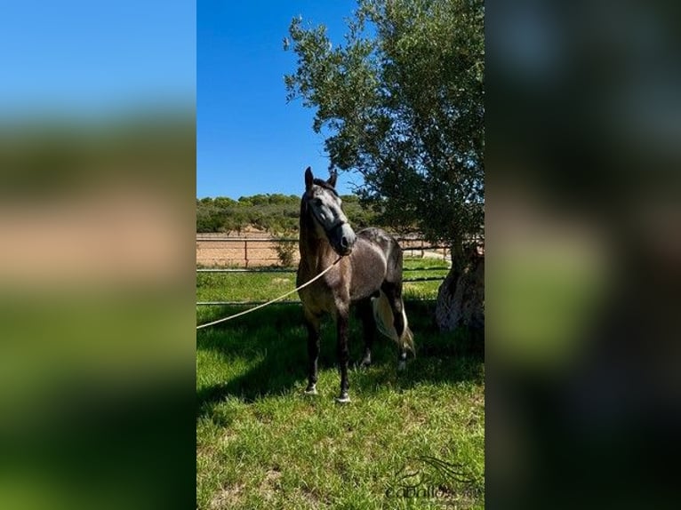 PRE Mix Stallion 4 years 16,1 hh Grey in Palma de Mallorca