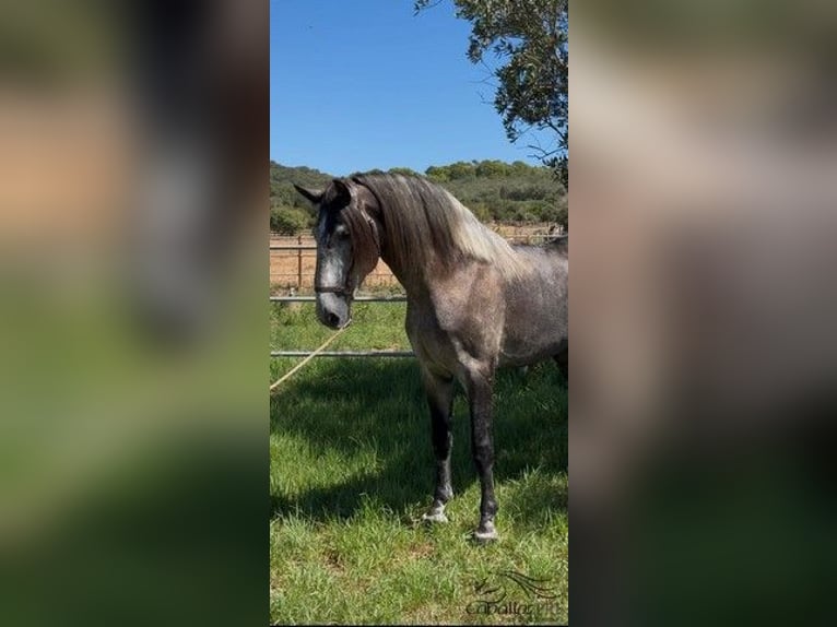 PRE Mix Stallion 4 years 16,1 hh Grey in Palma de Mallorca
