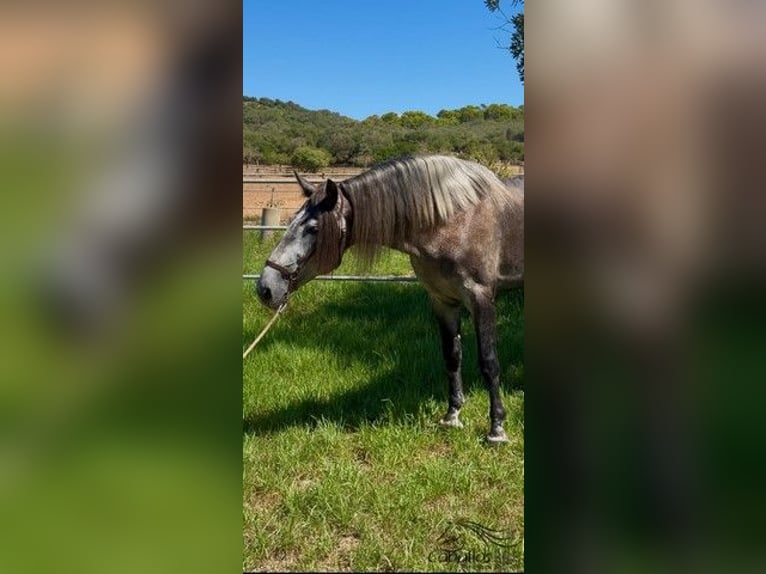 PRE Mix Stallion 4 years 16,1 hh Grey in Palma de Mallorca
