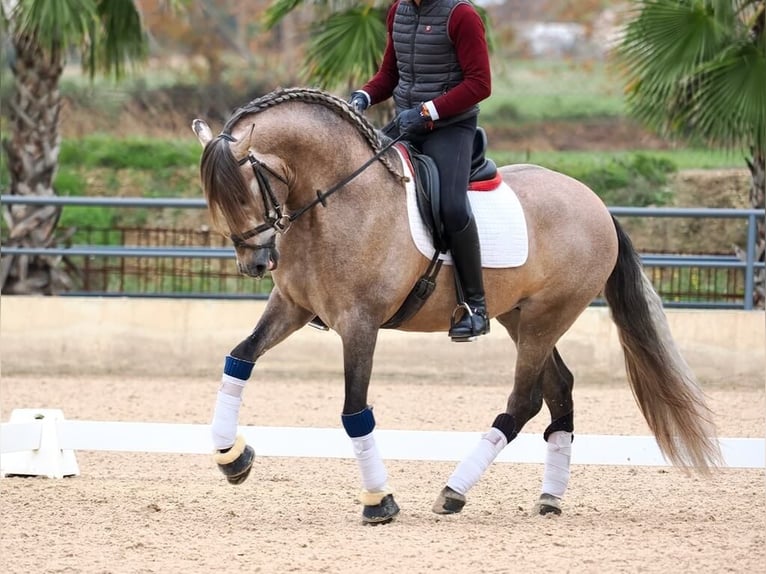 PRE Mix Stallion 4 years 16,1 hh Grey in Navas Del Madro&#xF1;o