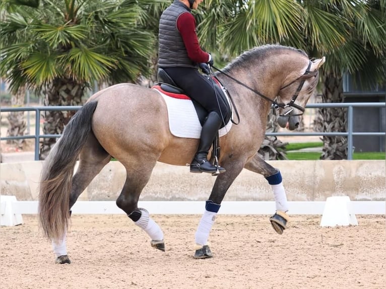 PRE Mix Stallion 4 years 16,1 hh Grey in Navas Del Madro&#xF1;o
