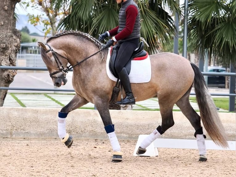 PRE Mix Stallion 4 years 16,1 hh Grey in Navas Del Madro&#xF1;o