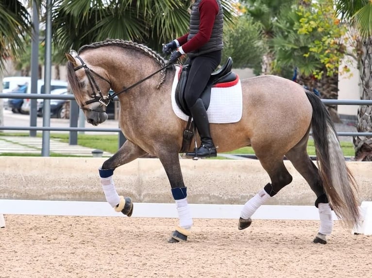 PRE Mix Stallion 4 years 16,1 hh Grey in Navas Del Madro&#xF1;o
