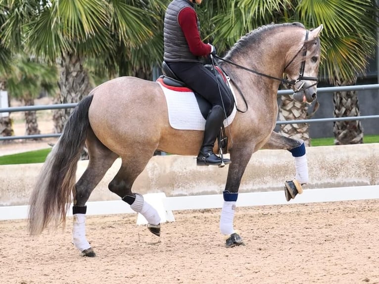 PRE Mix Stallion 4 years 16,1 hh Grey in Navas Del Madro&#xF1;o