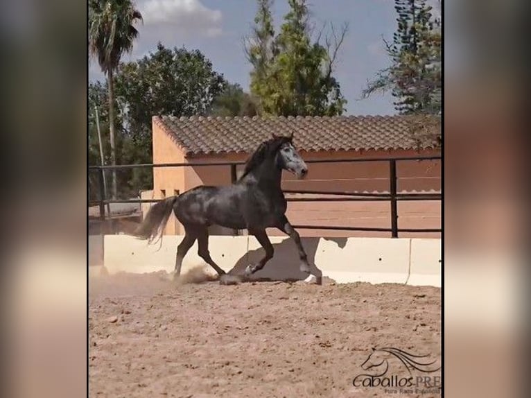 PRE Stallion 4 years 16,1 hh Grey in Mallorca