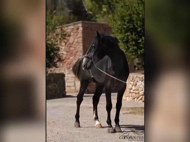 PRE Stallion 4 years 16,1 hh Grey in Mallorca
