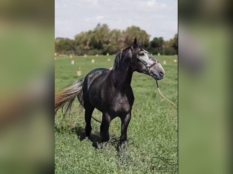 PRE Stallion 4 years 16,1 hh Grey in Mallorca