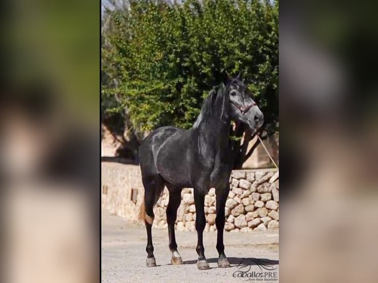 PRE Stallion 4 years 16,1 hh Grey in Mallorca