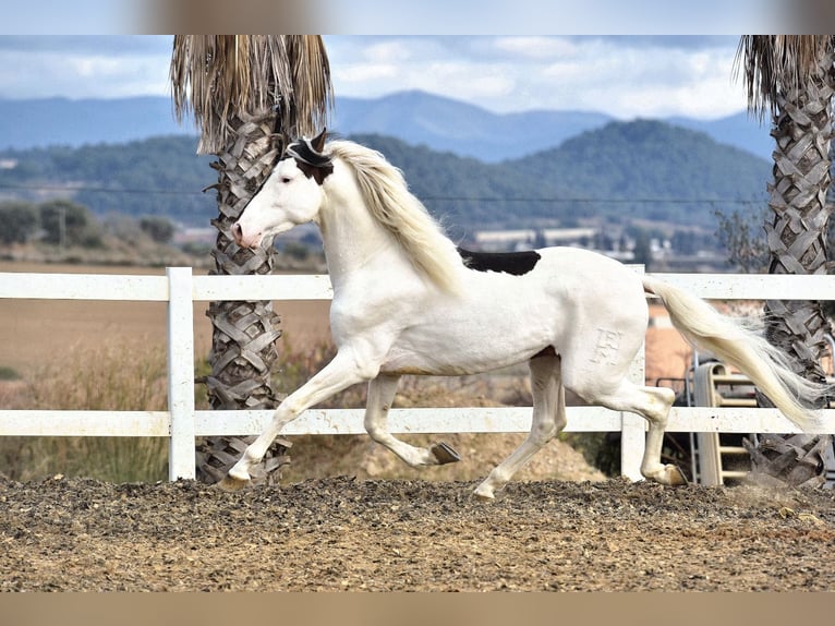 PRE Mix Stallion 4 years 16,1 hh Pinto in Granada