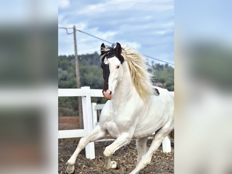 PRE Mix Stallion 4 years 16,1 hh Pinto in Granada
