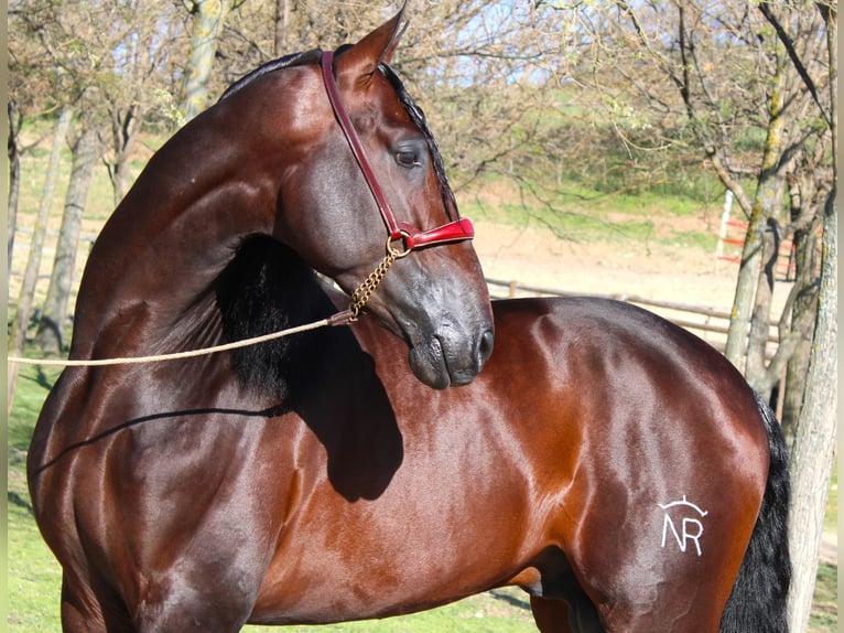 PRE Mix Stallion 4 years 16,2 hh Bay-Dark in Madrid