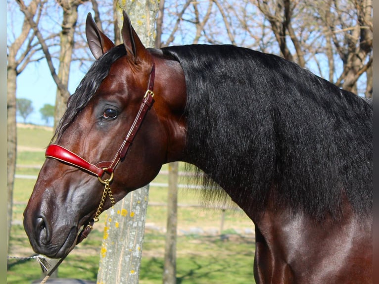 PRE Mix Stallion 4 years 16,2 hh Bay-Dark in Madrid