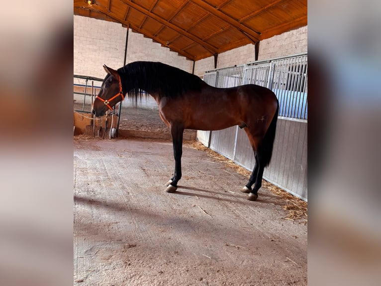 PRE Stallion 4 years 16,2 hh Brown in Granada