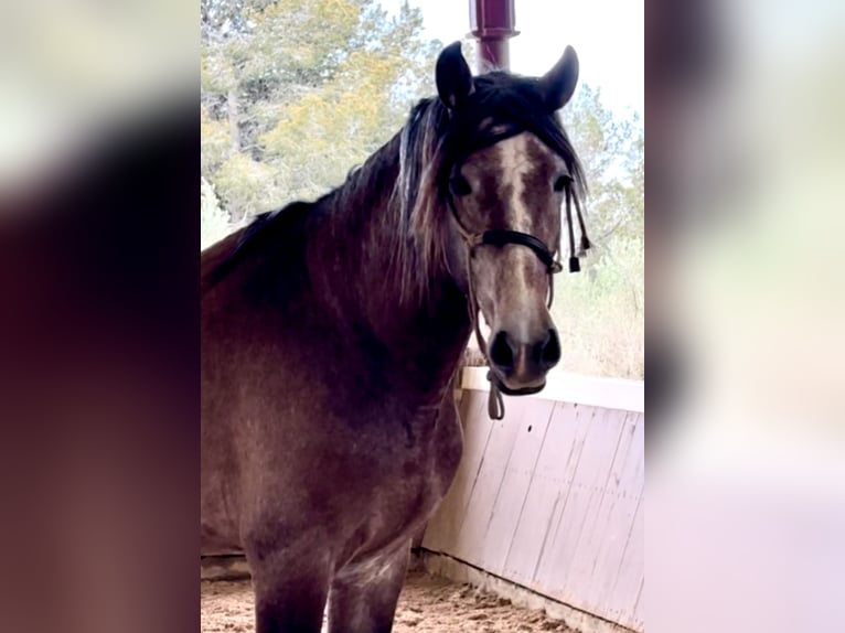 PRE Mix Stallion 4 years 16,2 hh Brown Falb mold in El Catllar