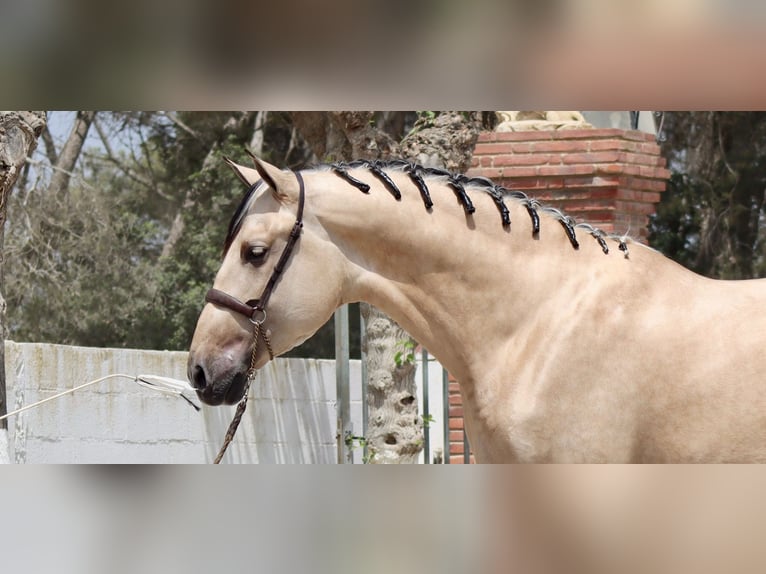 PRE Mix Stallion 4 years 16,2 hh Buckskin in Santa Perpetua de Mogoda