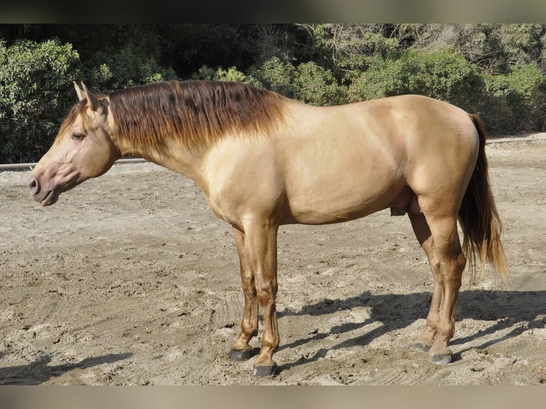 PRE Mix Stallion 4 years 16,2 hh Champagne in Torremolinos