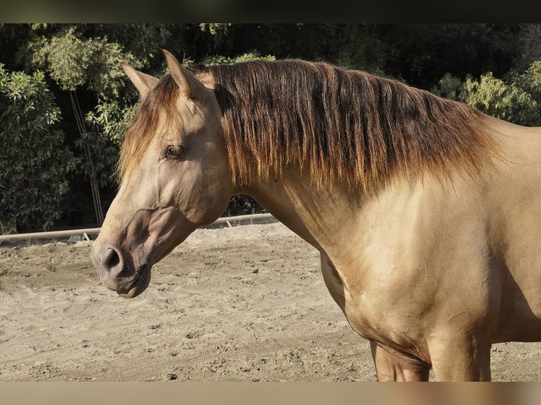 PRE Mix Stallion 4 years 16,2 hh Champagne in Torremolinos