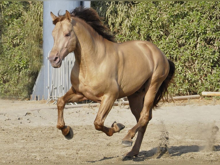 PRE Stallion 4 years 16,2 hh Champagne in Torremolinos