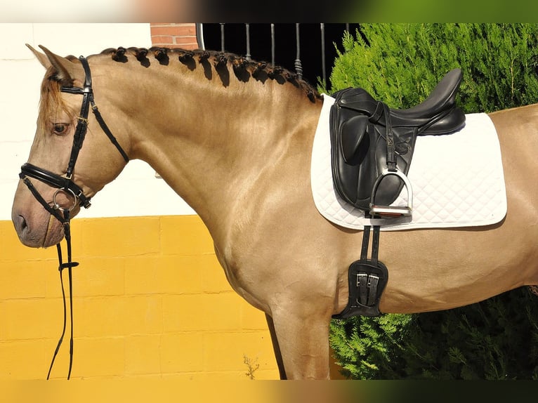 PRE Stallion 4 years 16,2 hh Champagne in Torremolinos
