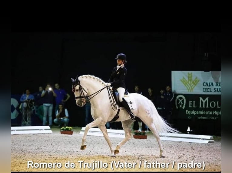 PRE Stallion 4 years 16,2 hh Grey in Miralvalles