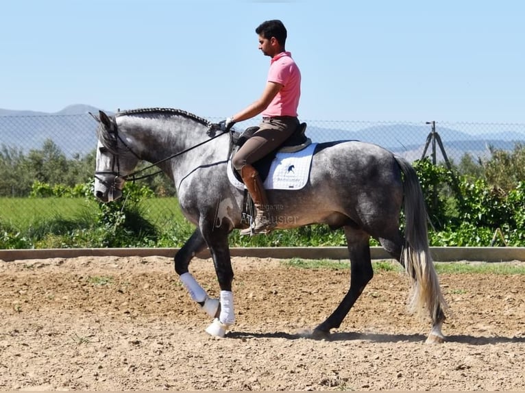 PRE Stallion 4 years 16,2 hh Grey in Miralvalles